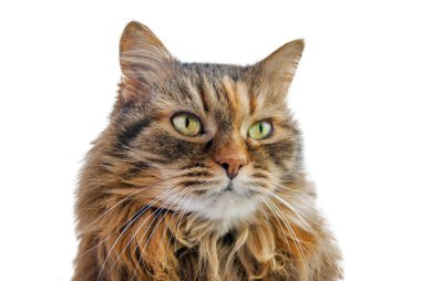 Gri kedi beyaz arka plan üzerinde izole.