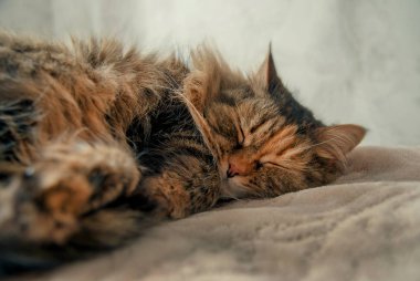 Yatakta uyuyan yalan şirin Gri kedi