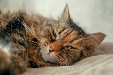 Sana bakarken yatağın, yalan şirin Gri kedi