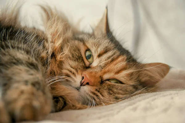 Gato cinzento bonito deitado na cama olhando para você — Fotografia de Stock