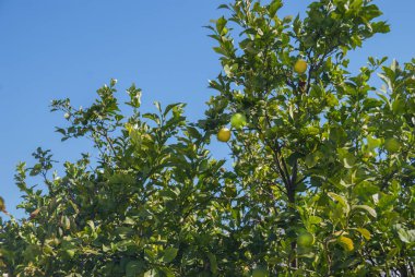 Bir limon ağacı sarı ve yeşil limon güneşli gün.