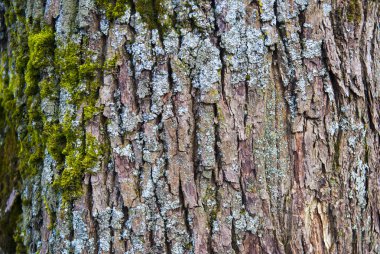 Meşe barka doku. Ağaç arka plan. Ahşap Park.