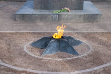 Meşe barka doku. Ağaç arka plan. Ahşap Park.