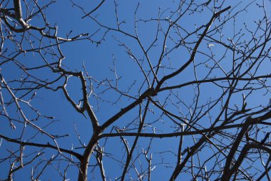 Mavi gökyüzünde yapraksız Ağaç Dalları