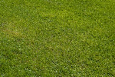 yeşil çim arka alan 