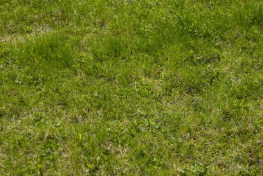 yeşil çim arka alan 