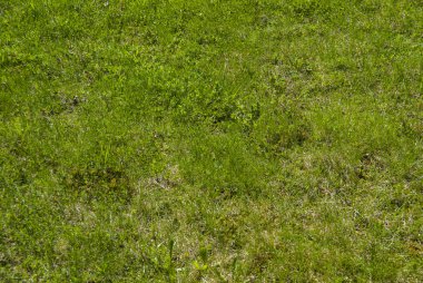 yeşil çim arka alan 