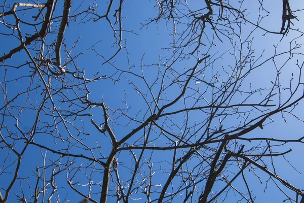 푸른 하늘에 나뭇잎이 없는 나뭇가지 — 스톡 사진