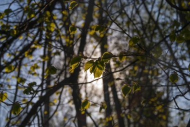 Ormanda Gün Batımı Arka Planda Dalda Yeşil Yapraklar.