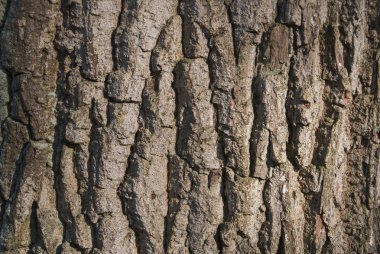 Ağaç kabuğu artalan ormanda