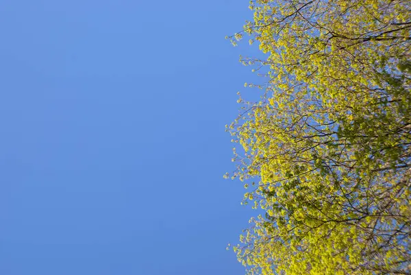 Boom groene takken op de blauwe hemel achtergrond met een kopie ruimte — Stockfoto