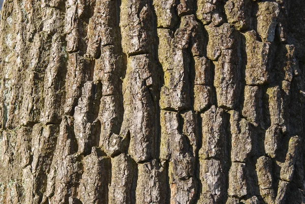 Die Baumrinde im Wald — Stockfoto