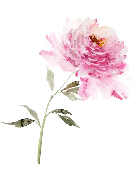 Grande Pivoine Aquarelle Sur Fond Blanc — Photo