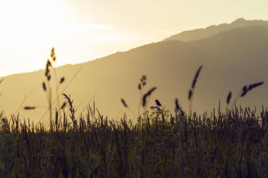 Gün batımında küçük kuşla buğday tarlası
