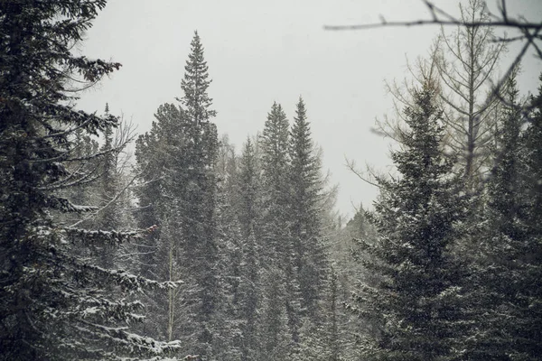 山中冬季森林 降雪旅游历险 — 图库照片