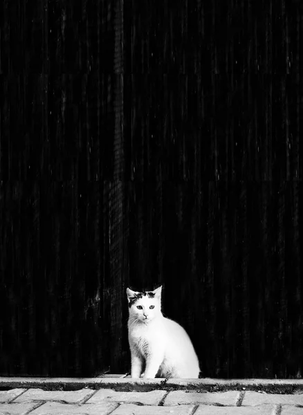 Foto em preto e branco de um gato perto de uma parede — Fotografia de Stock