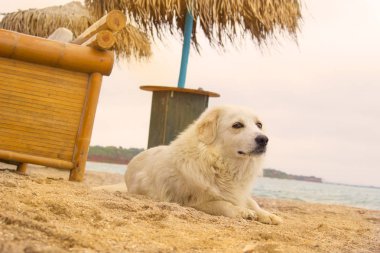 Köpek rahatlatıcı sahil üzerinde