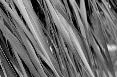 Kurumuş saman yaprakları arka plan deseni siyah ve beyaz