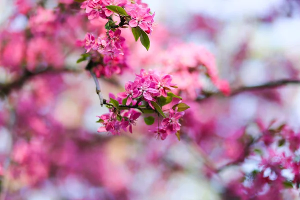 大自然的背景，开着美丽的粉红色的春花 — 图库照片