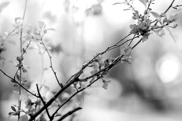 Természet háttér csodálatos virágos tavaszi virágok tre — Stock Fotó