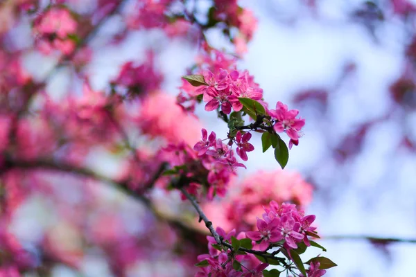 Naturalne tło z pięknym różowym kwiatem wiosenne kwiaty o — Zdjęcie stockowe