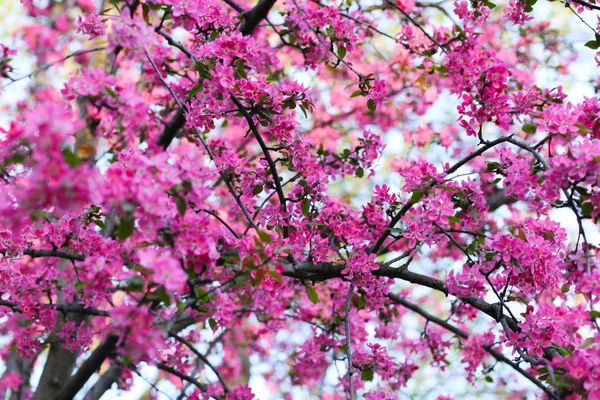 Naturalne tło z pięknym różowym kwiatem wiosenne kwiaty o — Zdjęcie stockowe