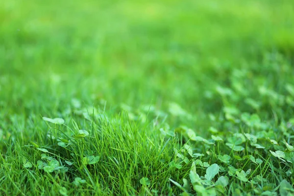 Зеленая трава природа природный фон обои текстура — стоковое фото