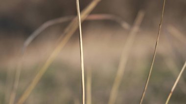 Bir tarla bitkisinin pipetli soyut arkaplanı. Bulanık arkaplan