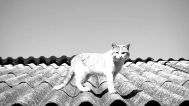 Açık mavi gökyüzü olan bir çatıda yaşlı bir sokak kedisi. Evcil hayvan. Siyah beyaz fotoğraf.
