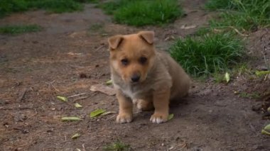 4k Şirin terk edilmiş ve kafası karışmış kahverengi köpek yavrusu kameraya doğru geliyor. Sokak köpeği. İhtiyacı olan hayvanlar. 