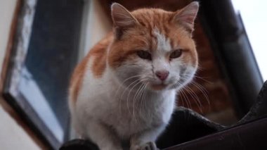 Evin çatısındaki başıboş bir kedinin 4K videosu. Hayvanlar ve evcil hayvanlar vuruldu.