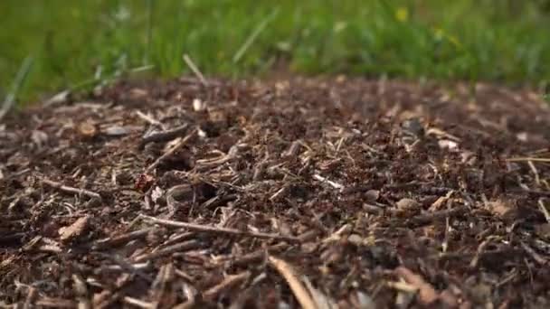 Video Van Een Drukke Mierenheuvel Met Veel Zwermende Mieren Aan — Stockvideo