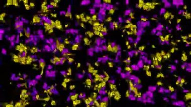 Olay, konser, başlık, sunum, sorunsuz görüntüleri ilmekledi sitesi, Dvd, müzik klipleri, video art, tatil gösterisini, parti, vb hareket tasarımcıları, editörler ve Vj s led ekranlar için de yararlı.