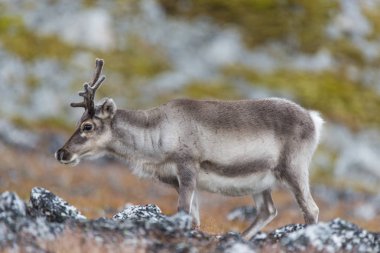 Svalbard Ren geyiği