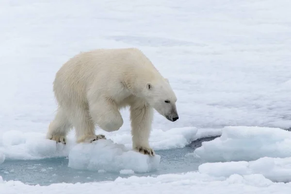 O urso polar — Fotografia de Stock