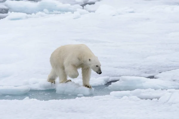 El oso polar —  Fotos de Stock