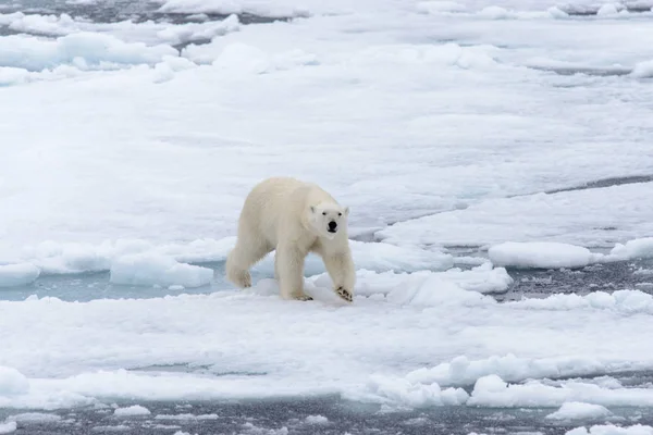 L'orso polare — Foto Stock