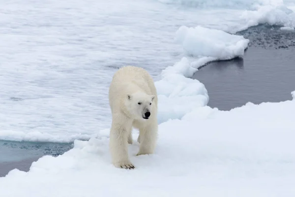 De ijsbeer — Stockfoto