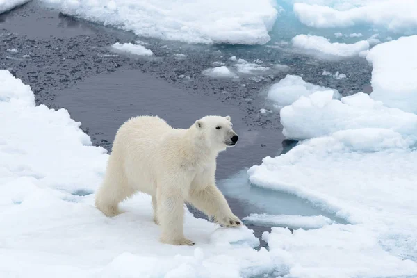 El oso polar — Foto de Stock