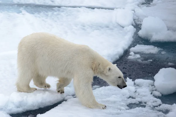 O urso polar — Fotografia de Stock