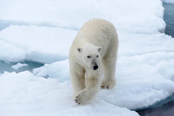 O urso polar — Fotografia de Stock