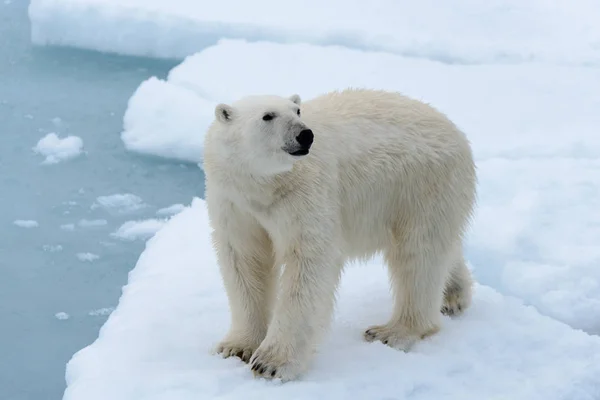 Kutup ayısı — Stok fotoğraf