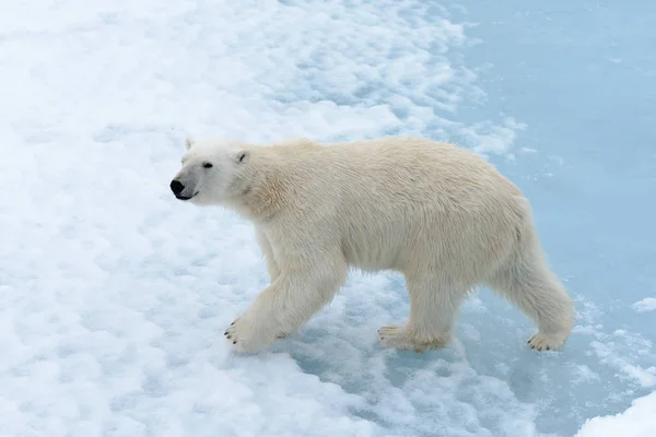 O urso polar — Fotografia de Stock