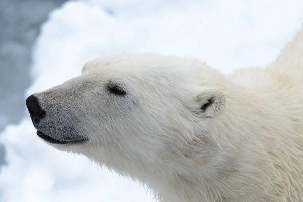 L'orso polare — Foto Stock