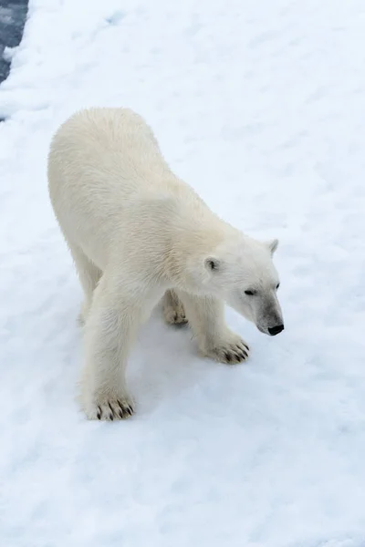 Der Eisbär — Stockfoto