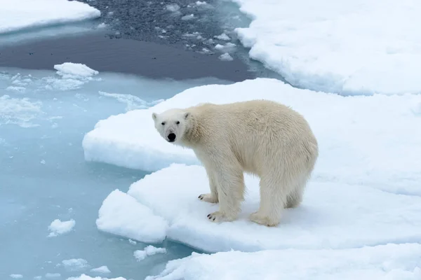 El oso polar — Foto de Stock