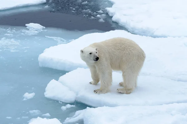 The Polar bear — Stock Photo, Image