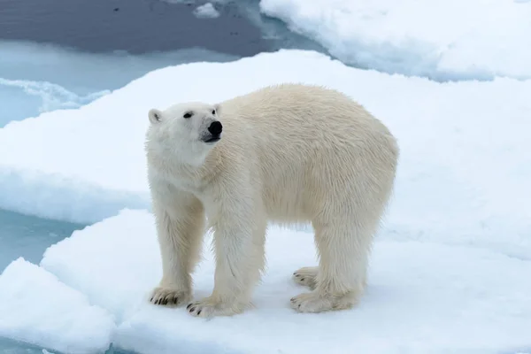 El oso polar — Foto de Stock