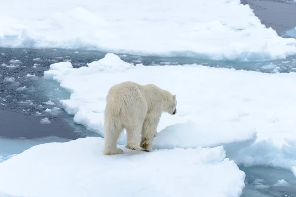 Der Eisbär — Stockfoto