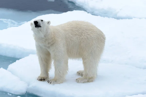 O urso polar — Fotografia de Stock